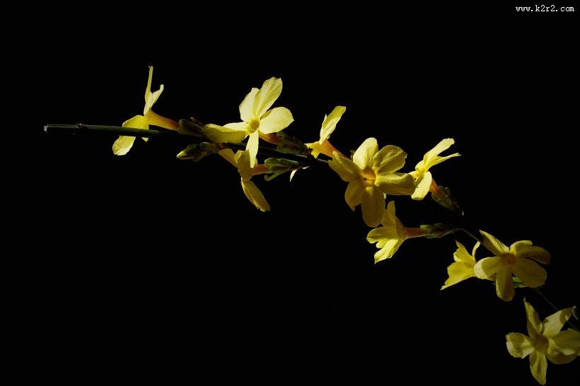 黄色迎春花图片