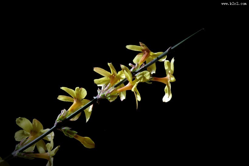 黄色迎春花图片