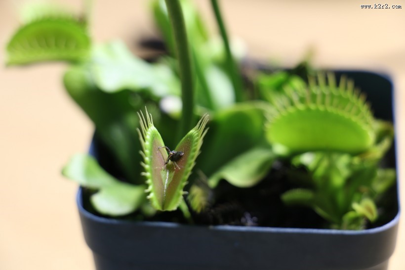 捕蝇草图片