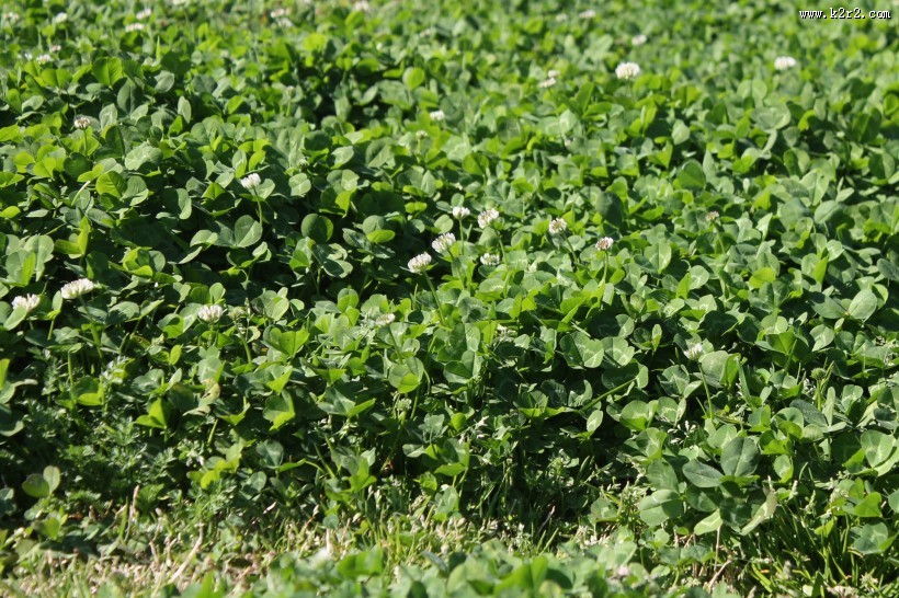 三叶草图片