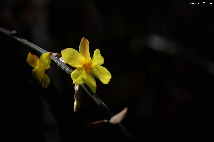 光影下的迎春花图片大全