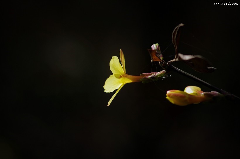 光影下的迎春花图片大全