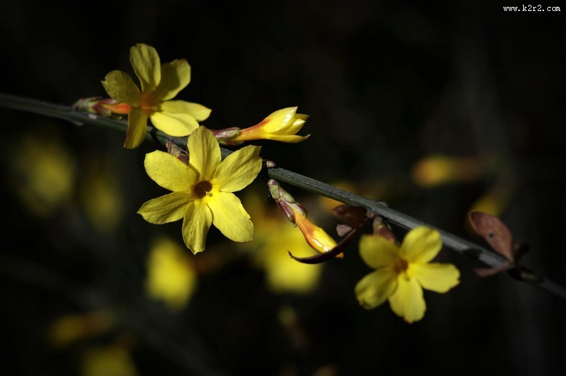 光影下的迎春花图片大全