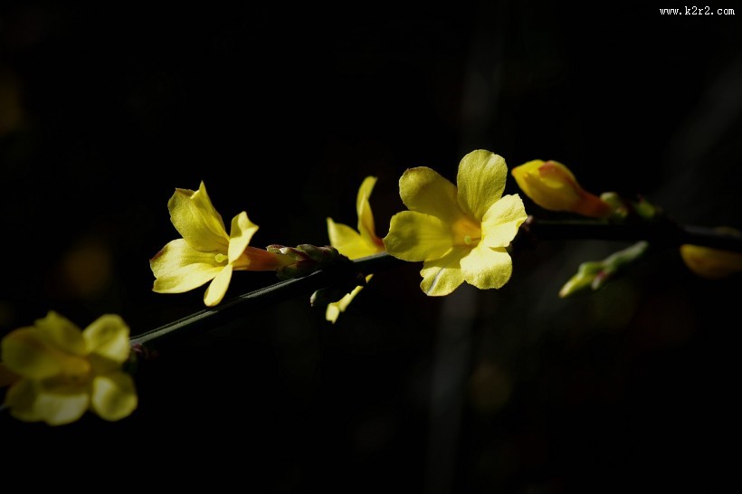 光影下的迎春花图片大全