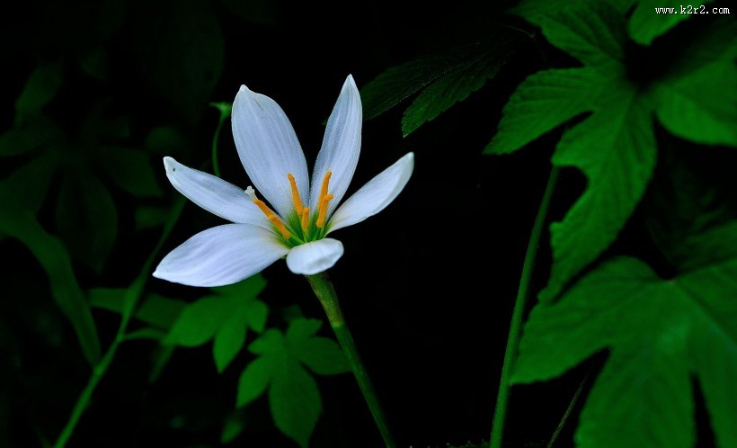 葱兰花图片大全