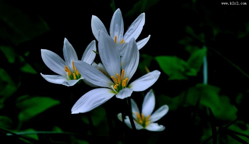 葱兰花图片大全