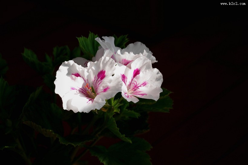 天竺葵图片大全