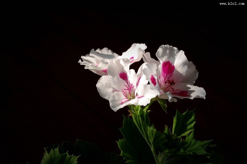 天竺葵图片大全