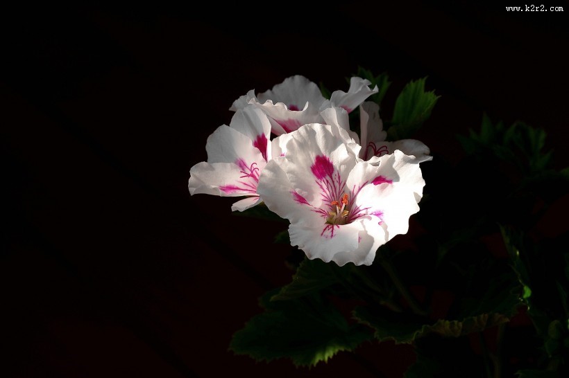 天竺葵图片大全