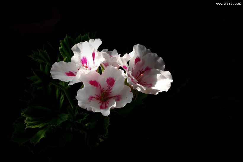 天竺葵图片大全