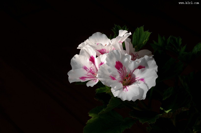 天竺葵图片大全