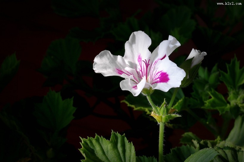 天竺葵图片大全