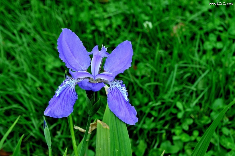 鸢尾花图片