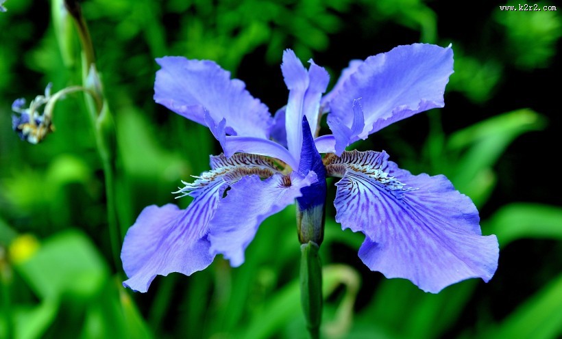 鸢尾花图片