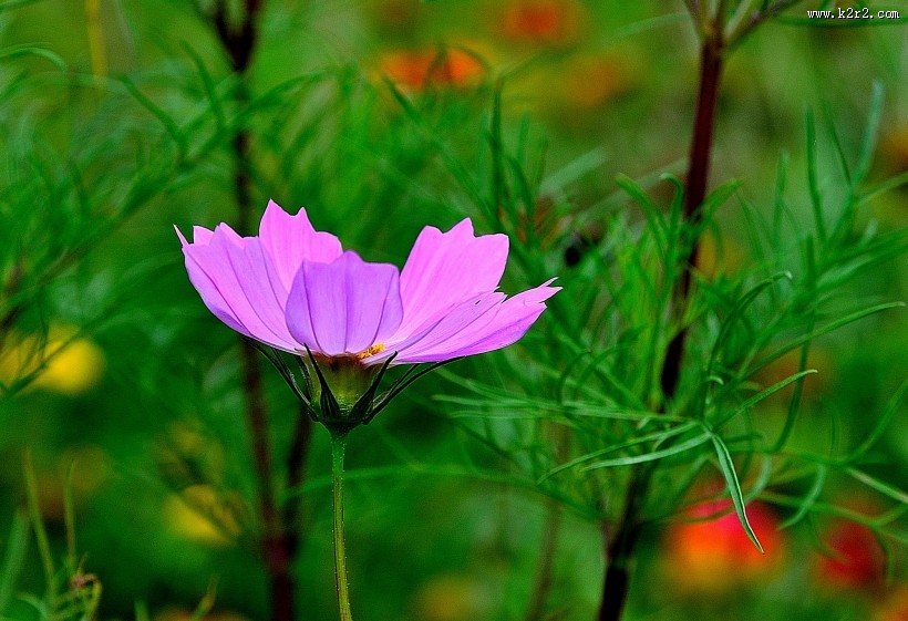格桑花图片大全