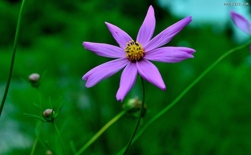 格桑花图片大全