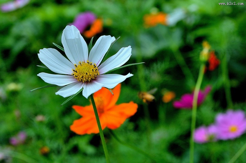 格桑花图片大全