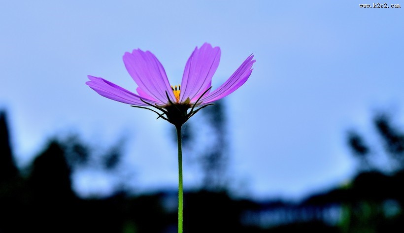 格桑花图片大全