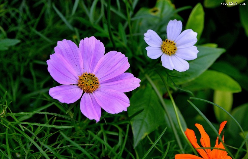 格桑花图片大全