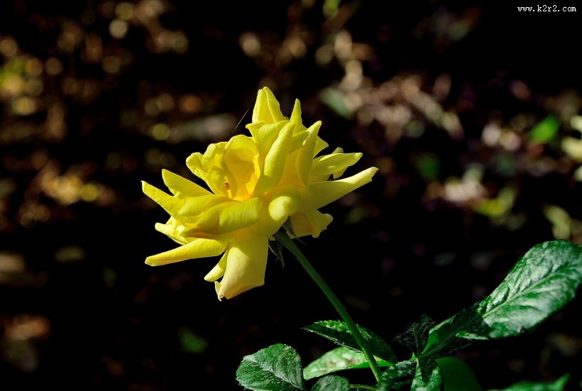 月季花图片大全