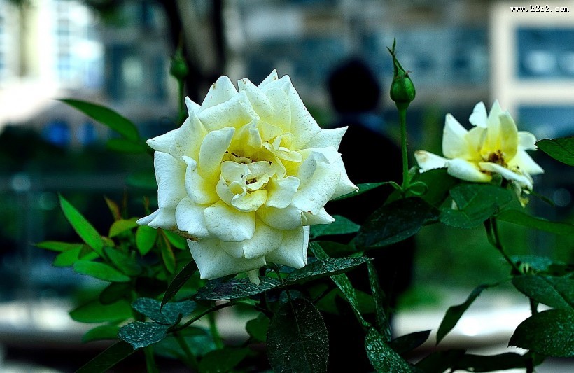 月季花图片大全