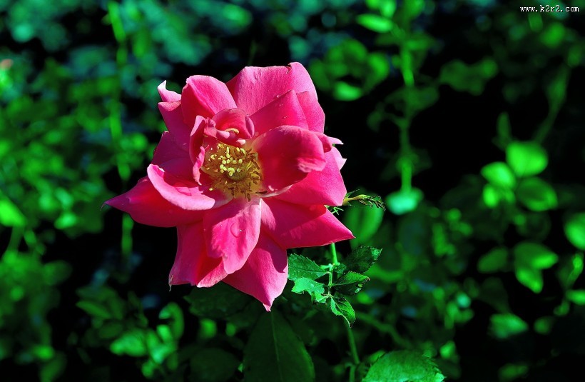 月季花图片大全