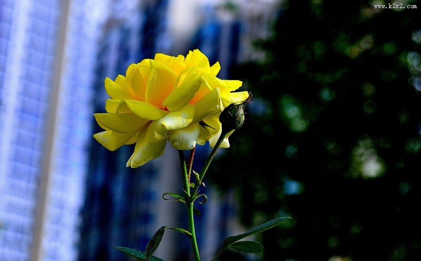 月季花图片大全