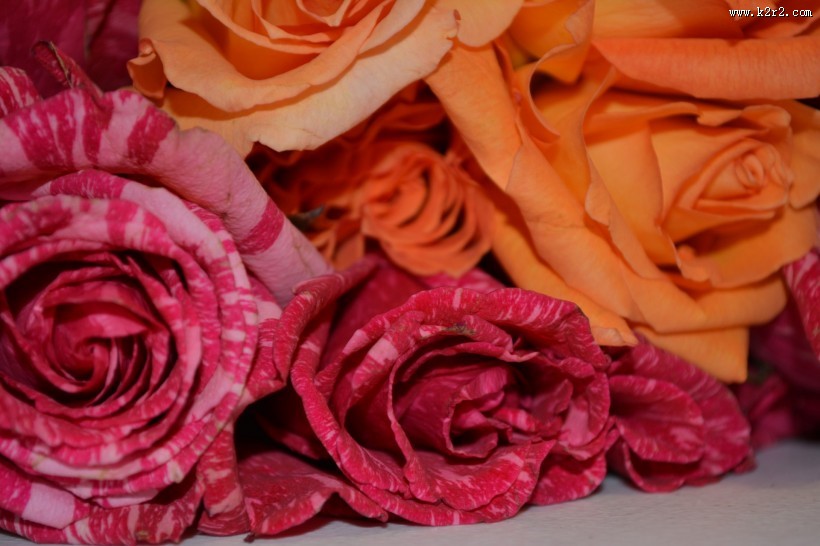 浪漫的玫瑰花图片