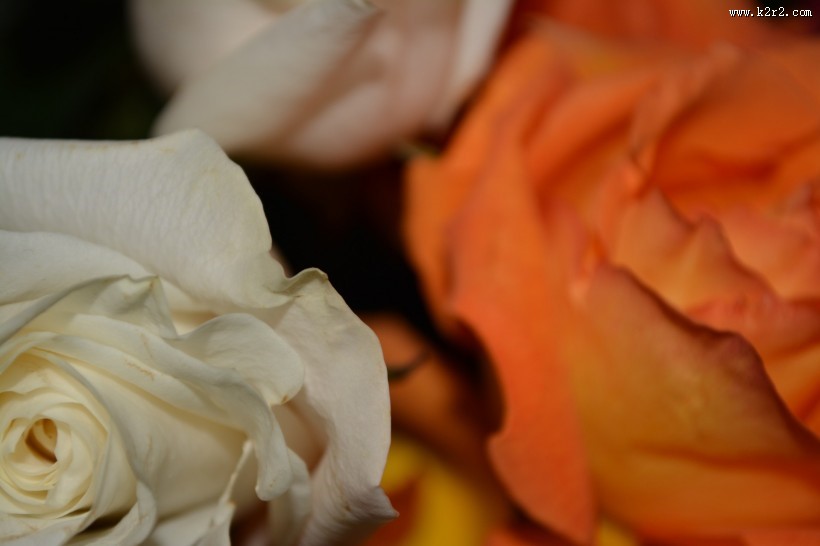 浪漫的玫瑰花图片