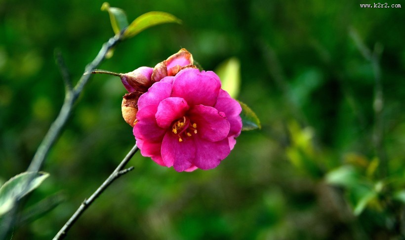 山茶花图片大全