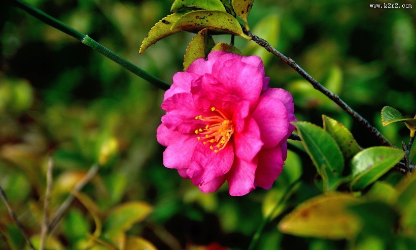 山茶花图片大全