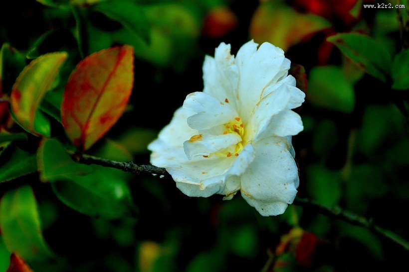 山茶花图片大全