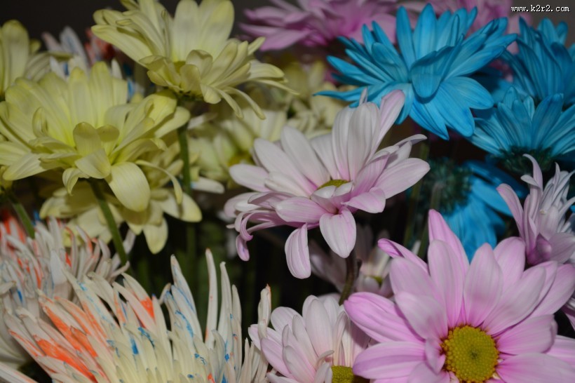 五颜六色的菊花图片大全