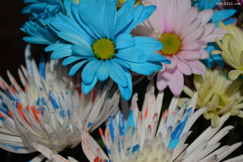 五颜六色的菊花图片大全