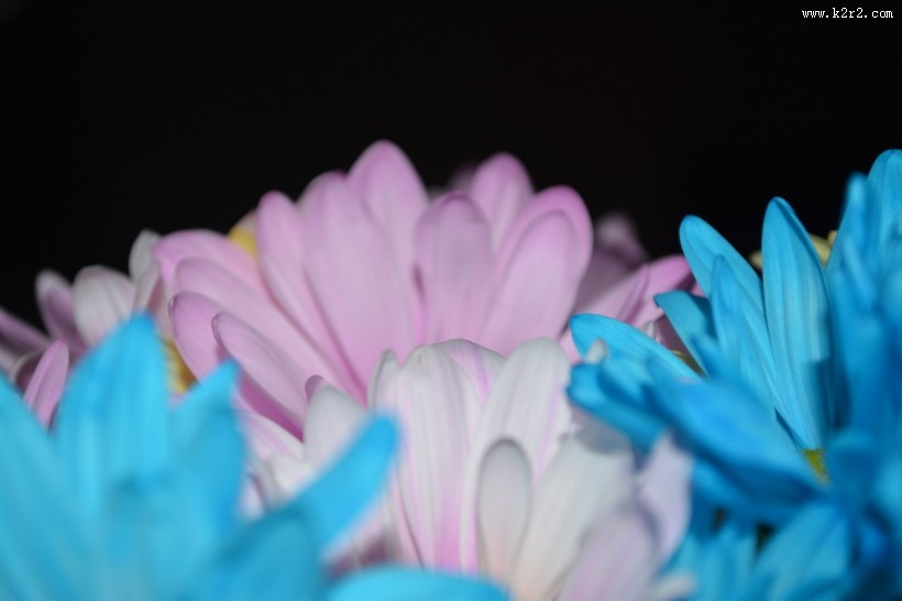 五颜六色的菊花图片大全