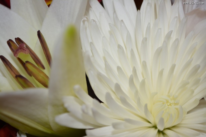 五颜六色的菊花图片大全