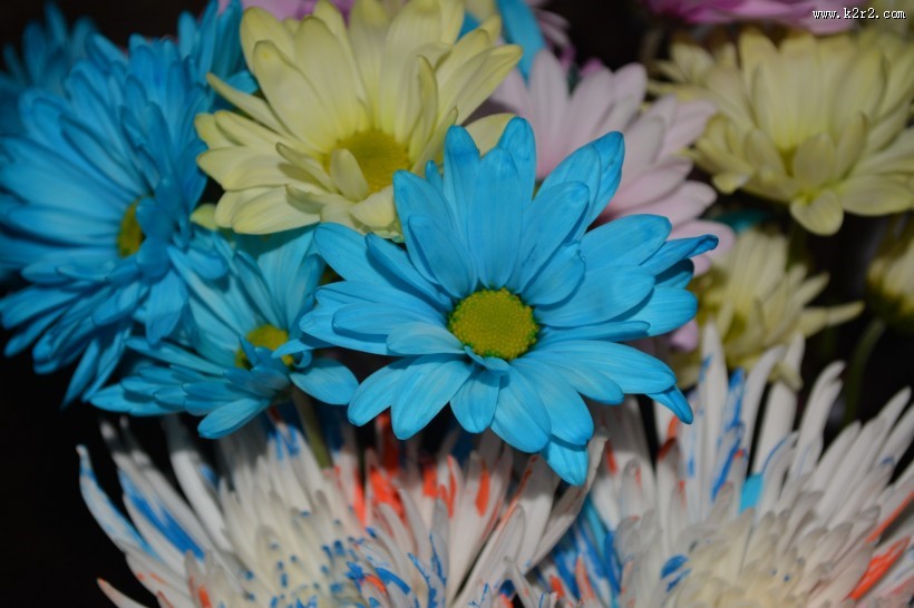 五颜六色的菊花图片大全