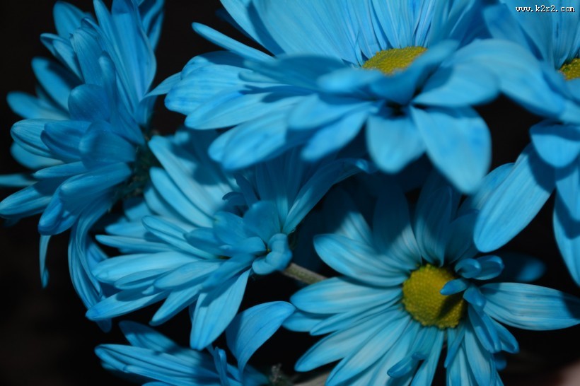 五颜六色的菊花图片大全