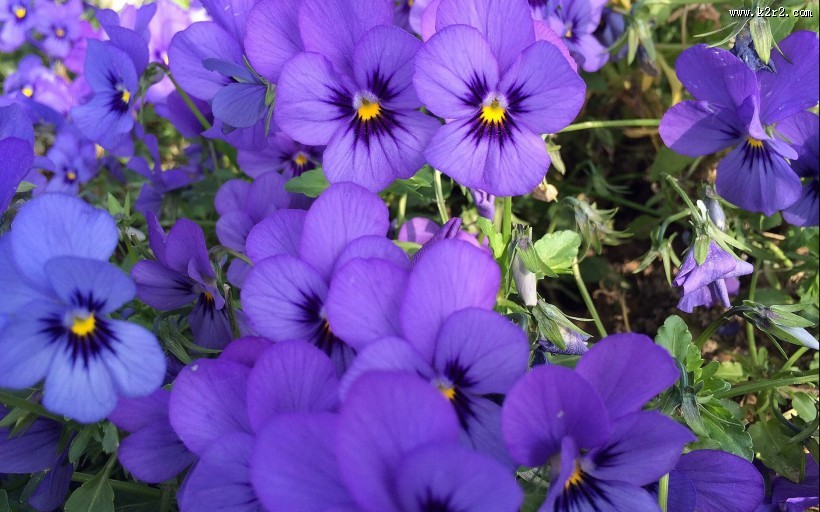 紫色三色堇图片大全