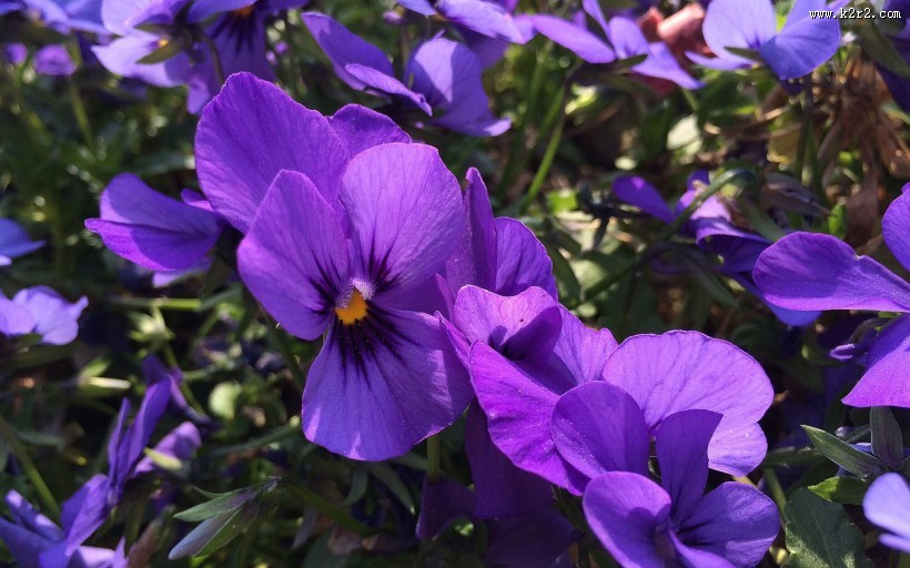 紫色三色堇图片大全