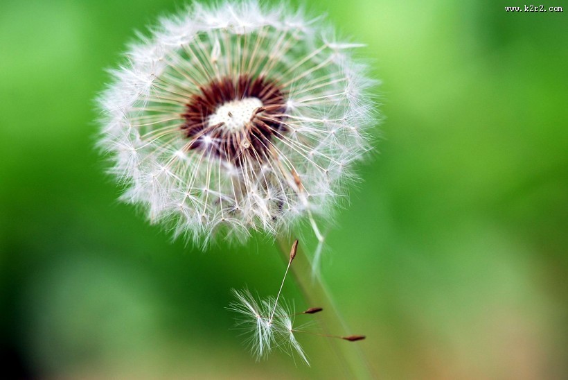蒲公英图片大全