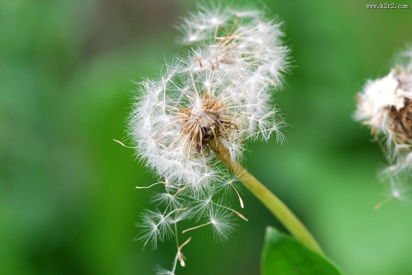 蒲公英图片大全