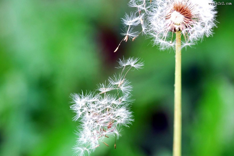 蒲公英图片大全
