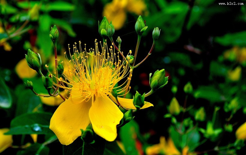 金丝桃图片大全