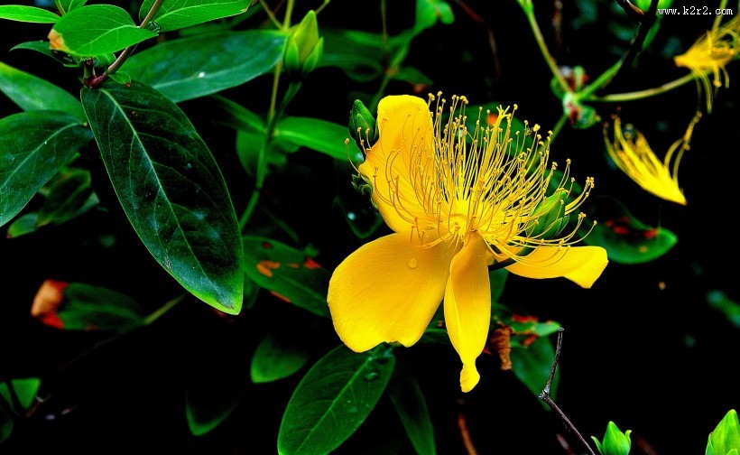 金丝桃图片大全