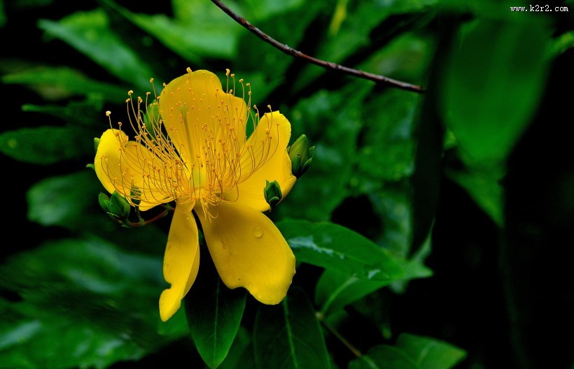 金丝桃图片大全