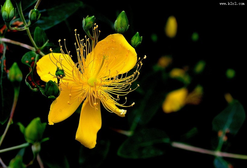 金丝桃图片大全