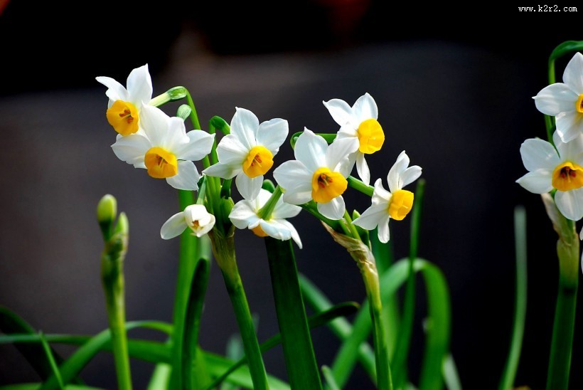 水仙花图片