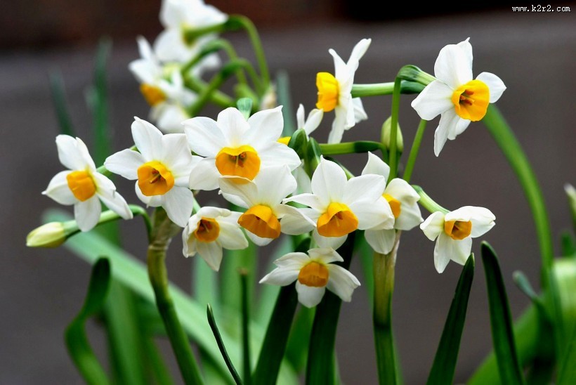 水仙花图片