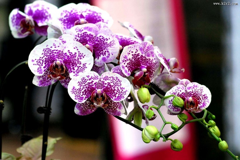 蝴蝶兰图片大全